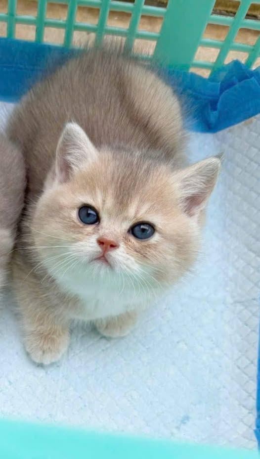 British Shorthair
