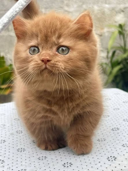 Munchkin