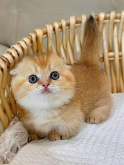 Munchkin Fold