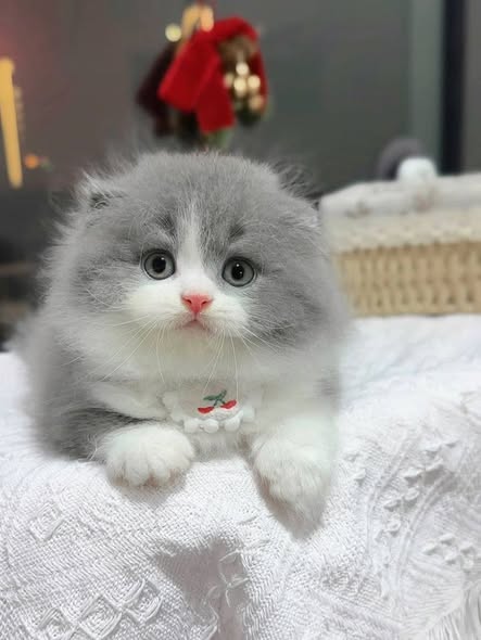 Scottish Fold Longhair