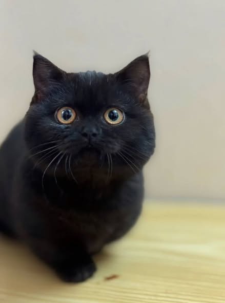 Munchkin