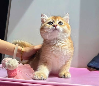 British Shorthair