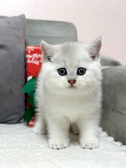 British Shorthair