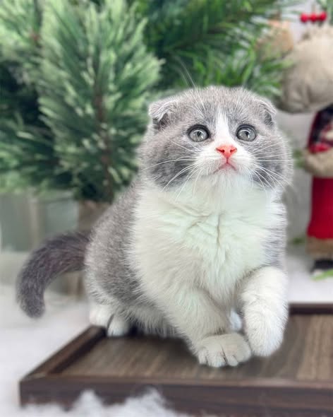 Scottish Fold