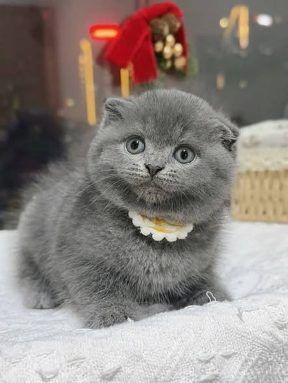Scottish Fold