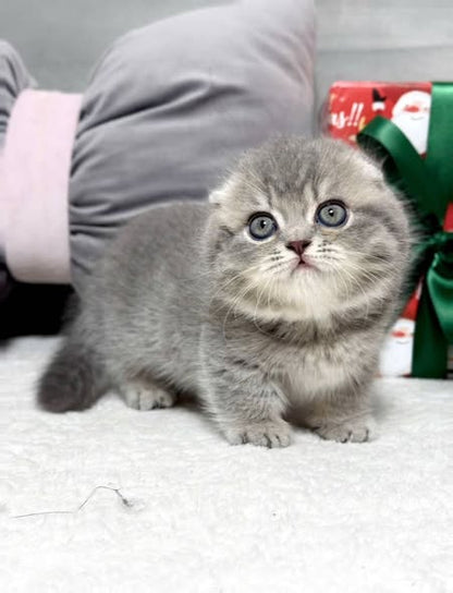 Munchkin Fold