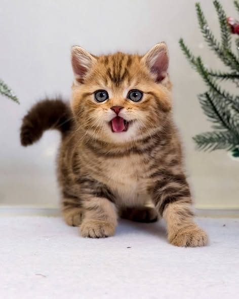 British Shorthair