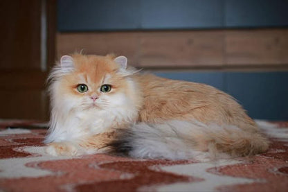 British Longhair