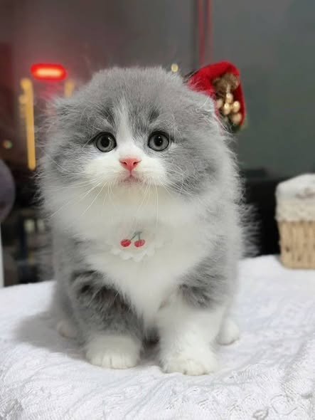 Scottish Fold Longhair