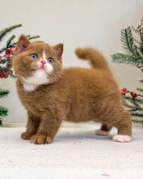 British Shorthair