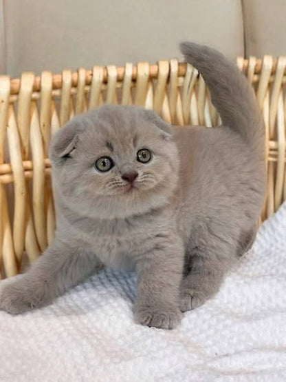 Scottish Fold