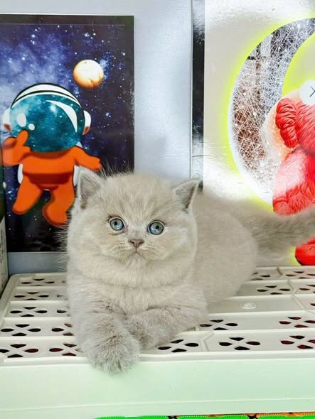 British Shorthair