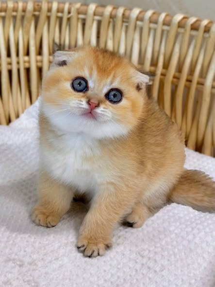 Scottish Fold
