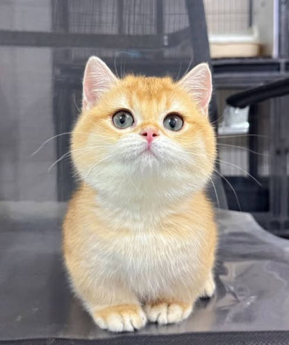 Munchkin