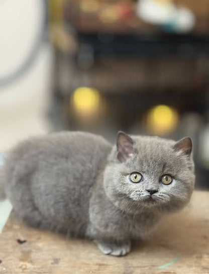 Munchkin