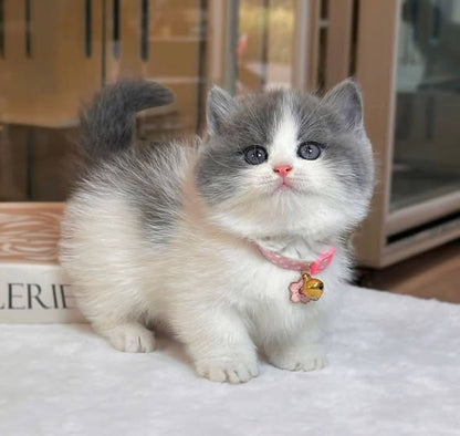 Munchkin