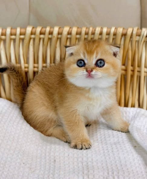 Scottish Fold