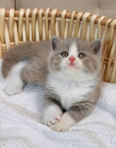 British Shorthair