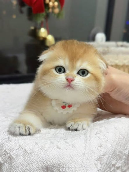 Munchkin Fold