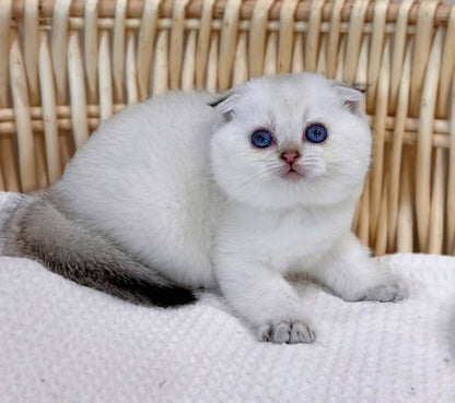 Scottish Fold