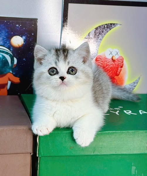British Shorthair