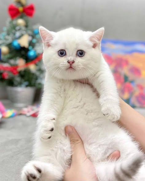 British Shorthair