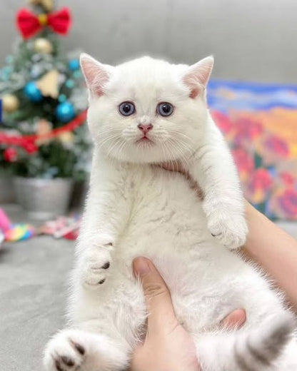 British Shorthair