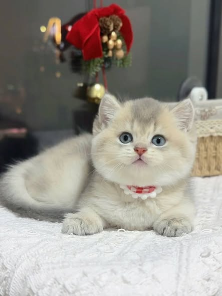 British Shorthair