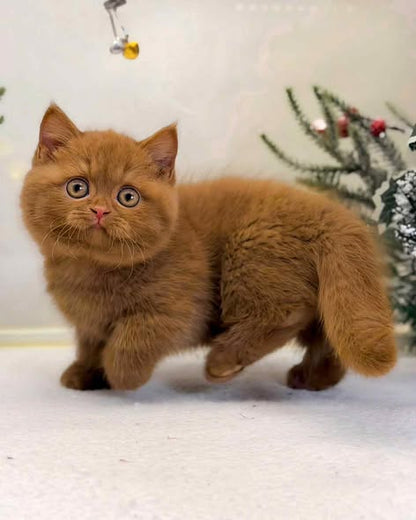Munchkin