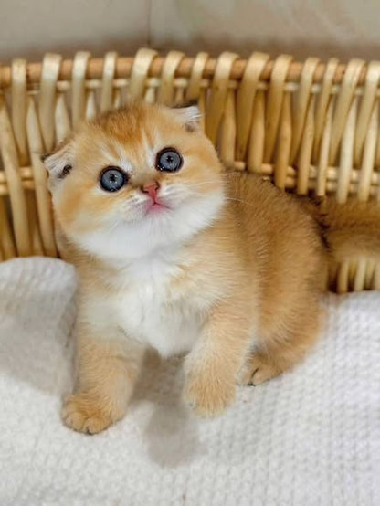 Scottish Fold
