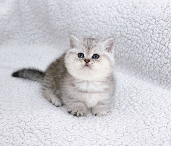Munchkin