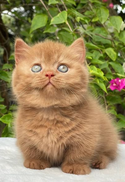 Munchkin