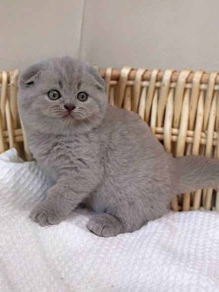 Scottish Fold