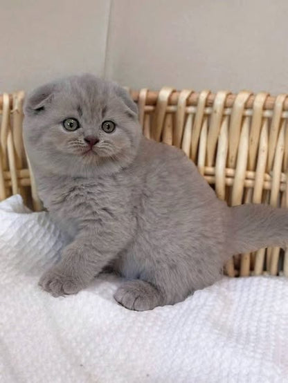 Scottish Fold