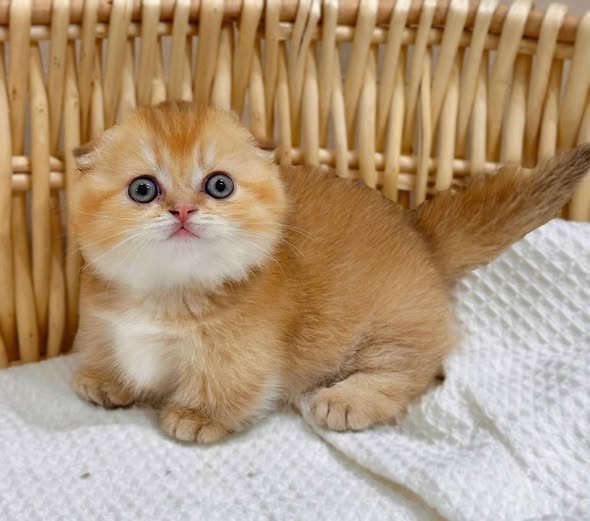 Munchkin Fold