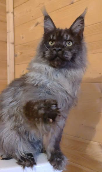 Maine Coon