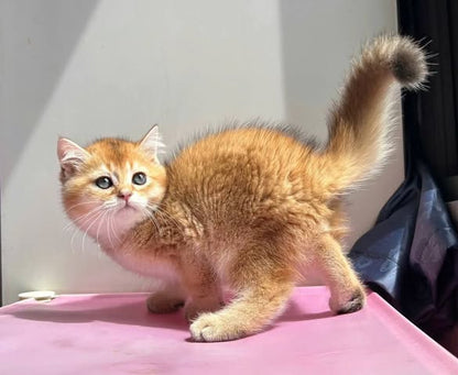 British Shorthair