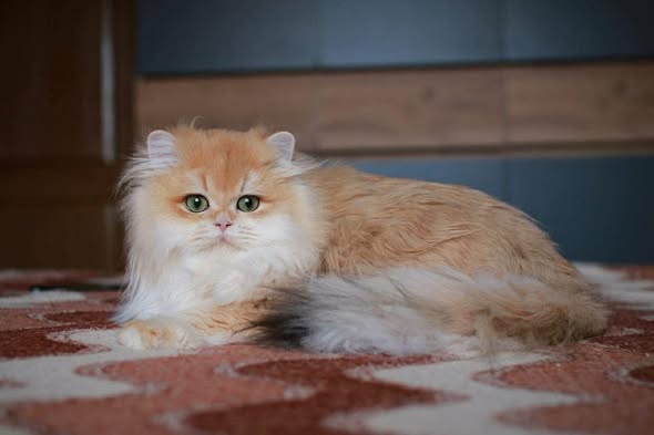 British Longhair