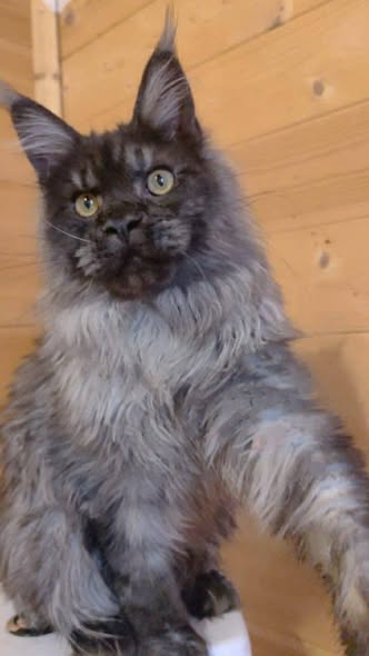 Maine Coon