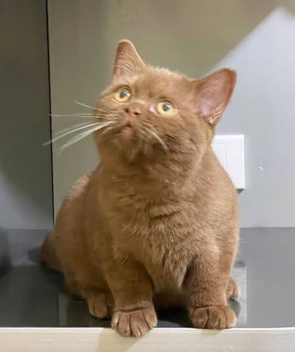 British Shorthair