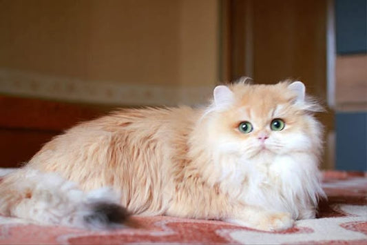 British Longhair