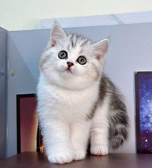 British Shorthair