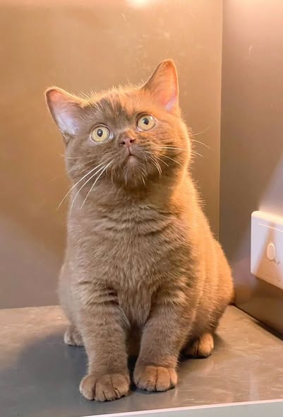 British Shorthair