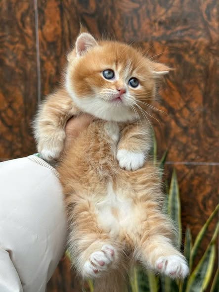 Munchkin