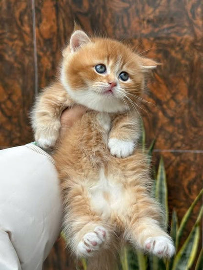 Munchkin