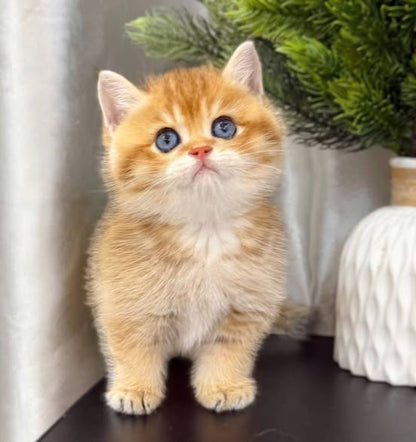 British Shorthair