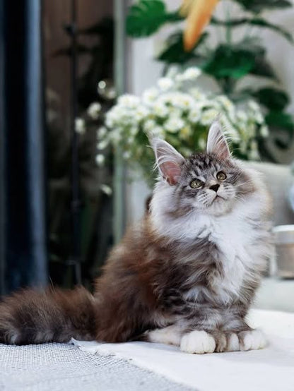 Maine Coon