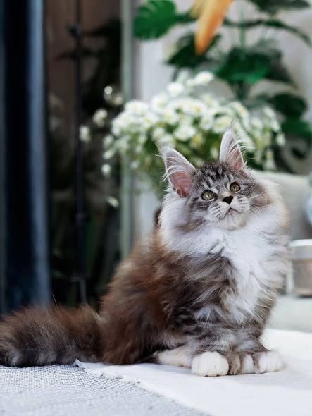 Maine Coon
