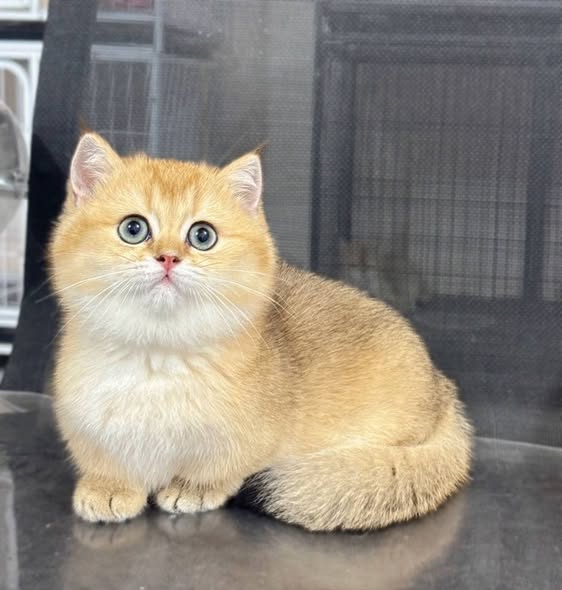 Munchkin