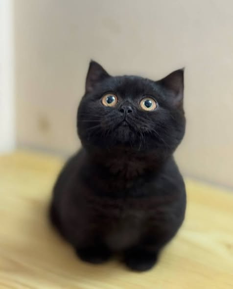 Munchkin